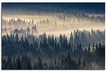 Obraz Hmla nad lesom zs29092